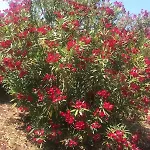 Calabria- Casa Sul Mare La Camilluccia