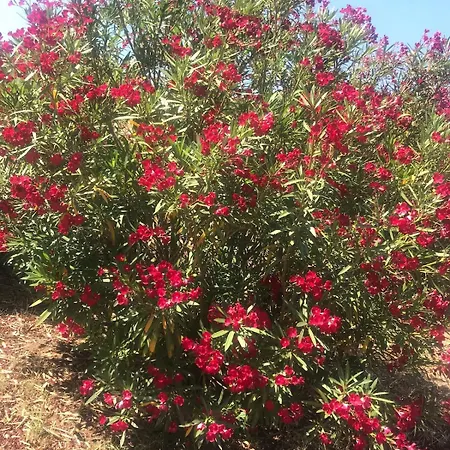 Calabria- Casa Sul Mare La Camilluccia
