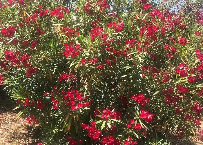 Calabria- Casa Sul Mare La Camilluccia